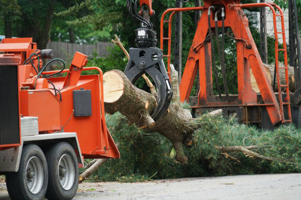 Reliable Liberty, MO Tree Care  Solutions